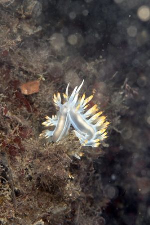 nudibranch giglio island by Marco Zanini 
