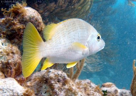 yellow tailed snapper by Andrew Kubica 