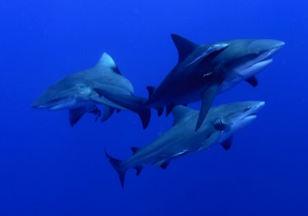 I'm back- hopefully with a bang!bull sharks taken Jan 07 ... by Fiona Ayerst 
