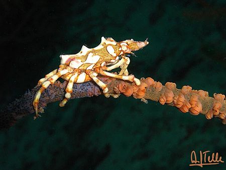 A strange crab on a whip coral.
Sea&Sea DX8000G by Arthur Telle Thiemann 