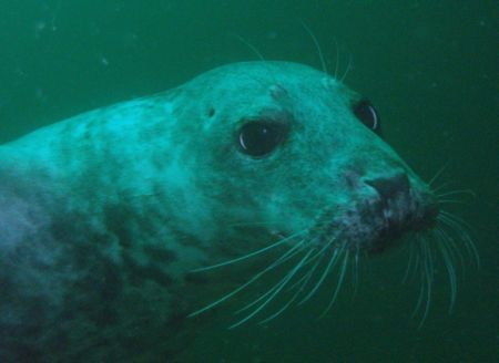 A Seal of the Farne Islands,Northumberland. by Ian Palmer 