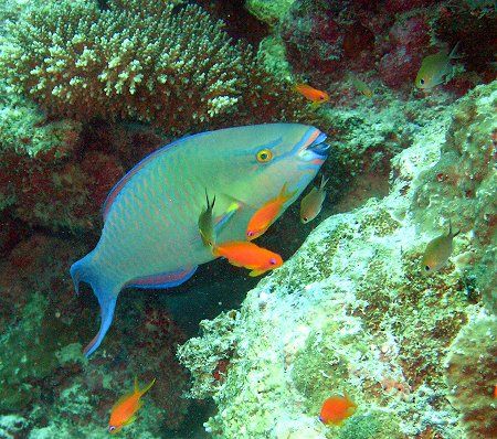 Parrotfish on the house reef at Bandos. Using a housed Ol... by Ron Shavreen 