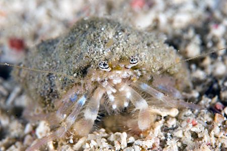 Little hermitt crab. by Michael Shope 