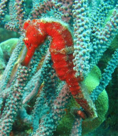 Brilliant red seahorse! Bonaire. Canon SD550. by Paul Holota 
