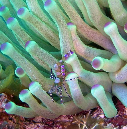 Spotted Cleaner Shrimp on Purple Tipped Anemone at Columb... by Kenneth Bailey 