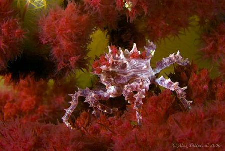 Soft coral crab !! A favourite critter for sure. by Alex Tattersall 
