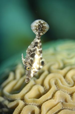 Filefish taken with Nikon D70 and 60mm lens at James Bond... by Andrea Lee 