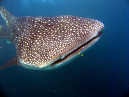 Whale Shark 
Taken with Canon A95 while snorkling by Adrian Newell 