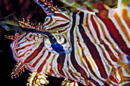 Lionfish by Tom Meyer 