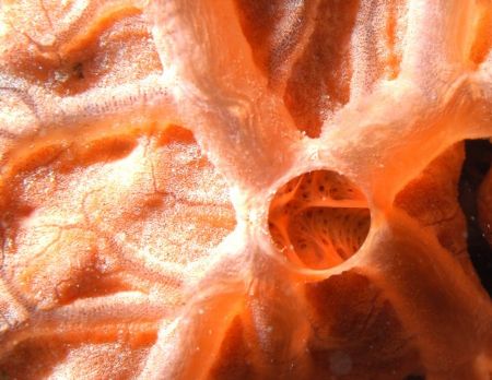 Entrance to a secret world. Orange encrusting sponge. by Carlo Greco 