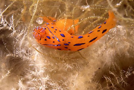 nudibranch 8mm lenght macro picture by nikonos tube 2:1 by Marco Zanini 