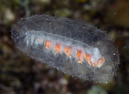 Unidentified species of siphonophore, a fairly rare type ... by Jim Chambers 