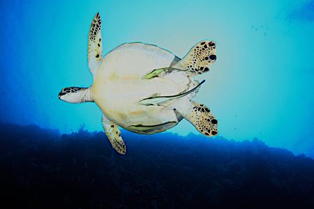 A large turtle on a wall dive in Palau by Terry Moore 
