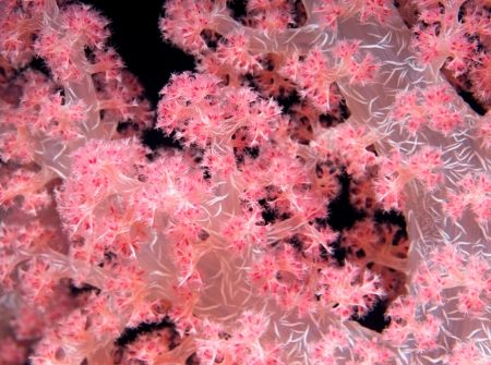 Soft coral. by Carlo Greco 