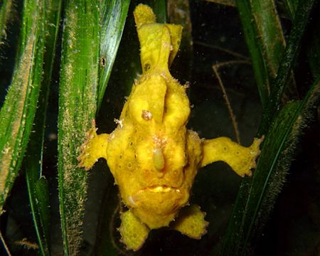 Painted Frogfish on seagrass. Photo taken in 15ft of wate... by Carlos Munda 