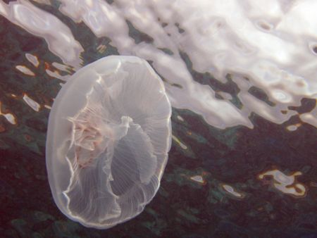 Giant Jelly in some wonderful light by Lora Tucker 