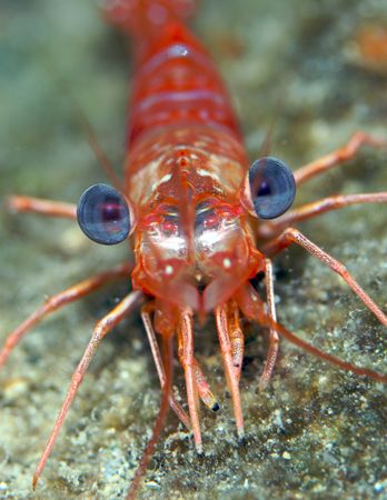 Macro of a Shrimp on a night dive, taken with Canon 20D a... by Terry Moore 