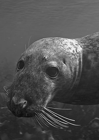 Grey seal.
Farne Islands.
D200 20mm. by Mark Thomas 