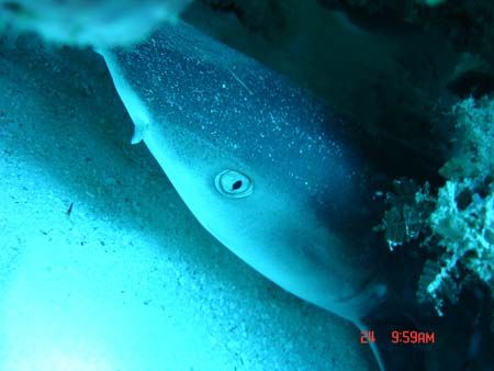Reef shark sleeping in a hollow in the reef. Taken at app... by Kim Mair 