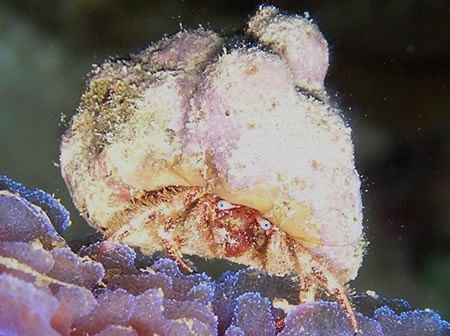 This hermit crab was just waiting to have his picture tak... by Lisa Armstrong 