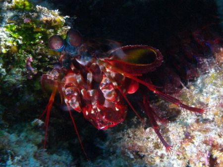 Mantis Shrimp,Great Barrier Reef Finally I find one game ... by Joshua Miles 