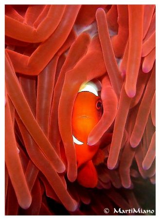 Gennaio 2007 - A timid clown fish in a red anemone - Moal... by Marti & Miano Scubacqueando 