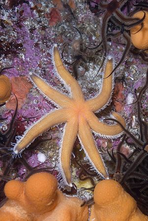 Seven armed starfish. Scotland.
D200, 60mm. by Derek Haslam 