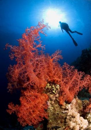 Big soft coral meet an diver and in meaddle there is the ... by Marchione Giacomo 