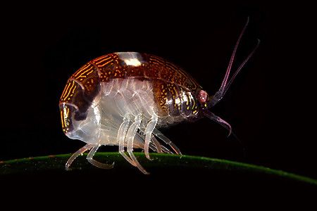 unidentified bug in strait of juan de fuca by S Williamson 