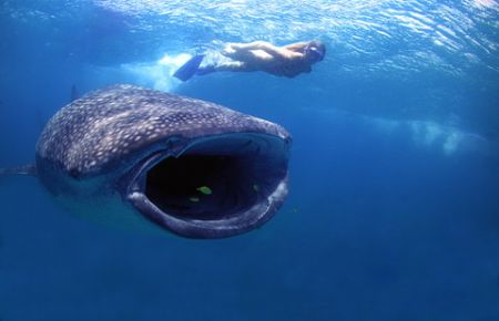 snorkeller interacting with magnificent feeding whale sha... by Fiona Ayerst 