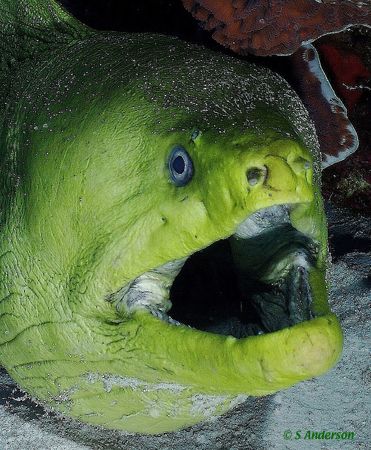 Green Moray eel taken in Cozumel during a recent trip in ... by Steven Anderson 