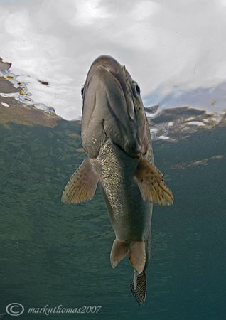 Trout.
Capernwray.
Jan 07.
D200 20mm. by Mark Thomas 