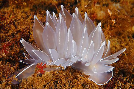 alabaster nudibranch by Ig 88 