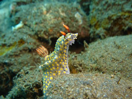 Painted hypselodoris sitting up and posing. sony T3 point... by Rory Ferguson 
