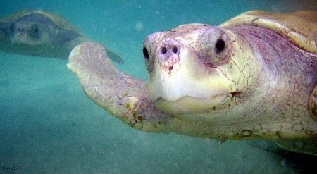 U/W shot of turtle beeing raised at Grand Cayman's Boatsw... by Andrew Kubica 