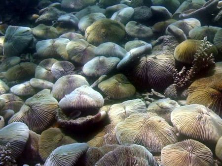Shield Mushroom Corals on sloping wall. 12m, Sept 2006. by Todd Hansen 