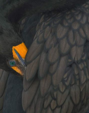 Close up of a Cormorant by Jack Nevitt 