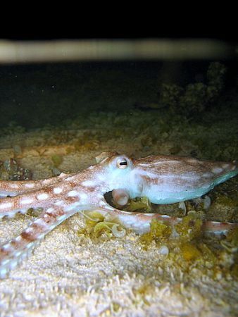 Octopus ornatus hunting during a night-time low tide, in ... by Christine Huffard 