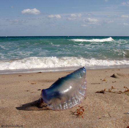 man-o-war washed up on Fort Lauderdale beach- Olypus SP-350 by Andrew Kubica 