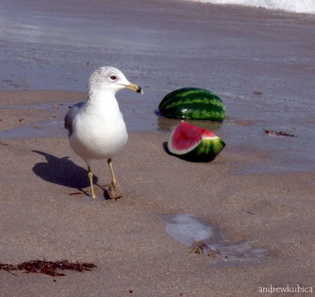 Muddy-footed seagull interested in some ripe watermelon o... by Andrew Kubica 
