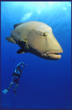 the friendly and inquisitive Napoleon wrasse is HUGELY th... by Fiona Ayerst 