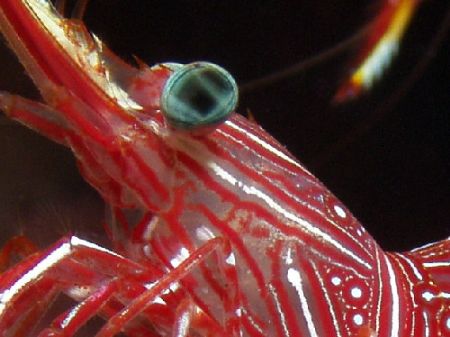 Cleaner shrimp. Great Barrier Reef- Aust Macro by Joshua Miles 