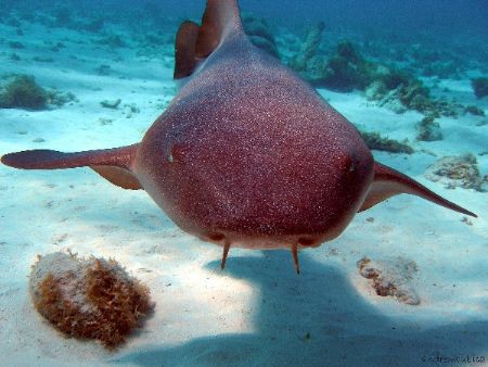 nurse shark's face up close- Corral Gardens Reef Grand Ca... by Andrew Kubica 