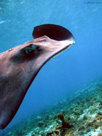different angle on a stingray- great view of her spine st... by Andrew Kubica 
