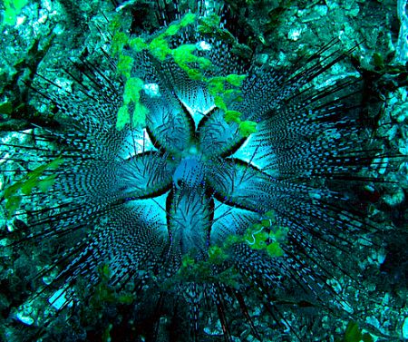 Bits of Halimeda algae accent this blue-spotted urchin (A... by Christine Huffard 