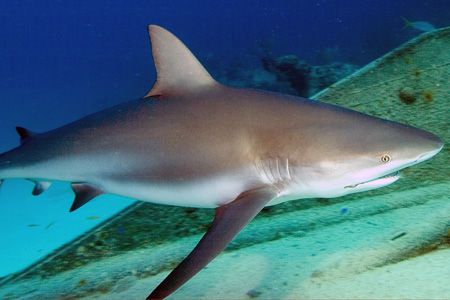 Close encounter with a Caribbean reef shark. Fuji Finepix... by Stuart Spechler 