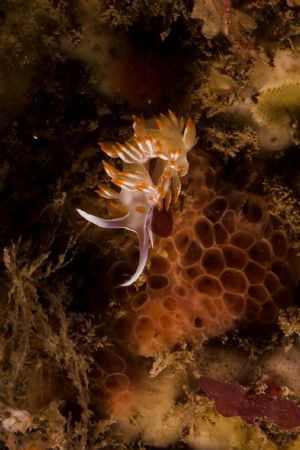 An aeolid nudibranch, Flabellina babai, shot in Baleal, P... by Joao Pedro Tojal Loia Soares Silva 