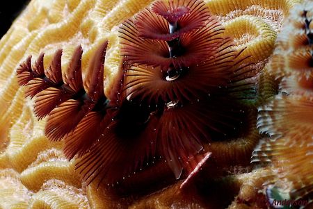 Christmas Tree Worms in Roatan. This photo was taken in O... by Steven Anderson 