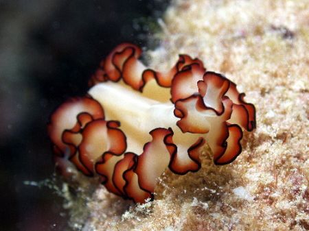 Flat worm - Great Barrier Reef by Joshua Miles 