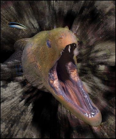 Gaping Moray Eel taken in St Johns, Southern Egyptian Red... by Len Deeley 